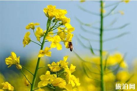 2019张港首届江滩油菜花节3月23日开启