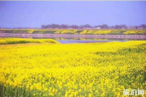 2019张港首届江滩油菜花节3月23日开启