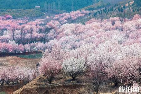 2019徐州赏花好去处 徐州赏花地点推荐