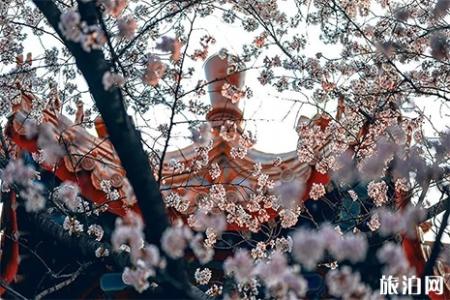 2019徐州赏花好去处 徐州赏花地点推荐