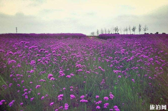 武汉小众赏花的地方景点