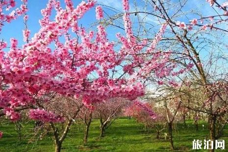 2019三峡枝江桃花节活动攻略