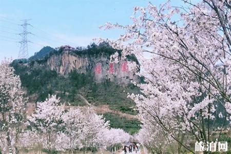 2019金华磐安樱花节3月26日开启 附活动时间信息
