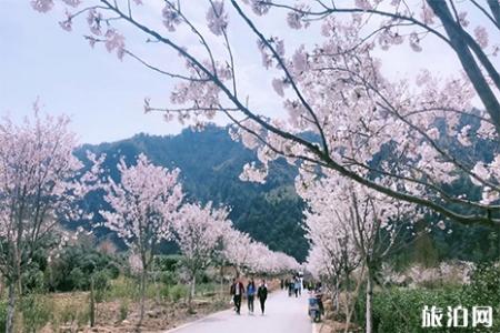2019金华磐安樱花节3月26日开启 附活动时间信息