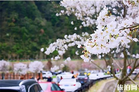 2019金华磐安樱花节3月26日开启 附活动时间信息