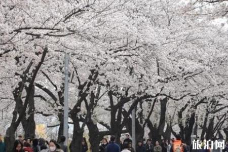 2019汝矣岛樱花节时间+地点+交通+介绍