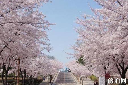 2019汝矣岛樱花节时间+地点+交通+介绍