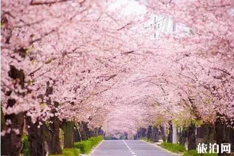 2019汝矣岛樱花节时间+地点+交通+介绍