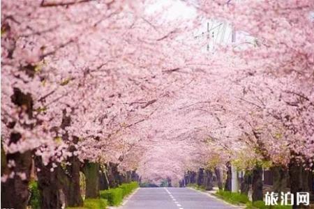2019汝矣岛樱花节时间+地点+交通+介绍