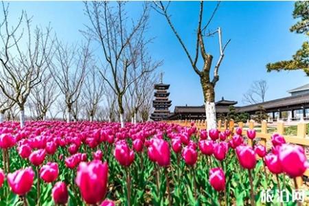 2019浙江钟溪樱花节3月28日开启