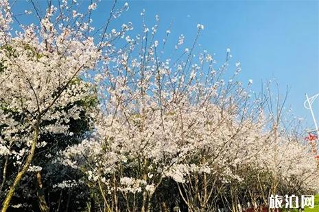 2019浙江钟溪樱花节3月28日开启