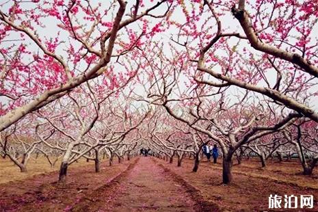 2019寧陵桃花節(jié)3月26日開啟