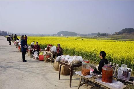 2019娄底双峰油菜花节3月26日开启