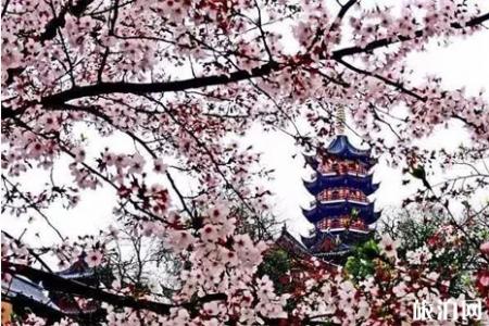 2022江苏赏樱花的地方整理