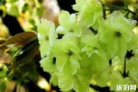 2022江苏赏樱花的地方整理