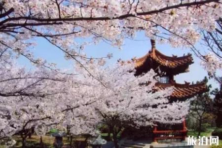 2022江苏赏樱花的地方整理