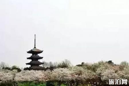 2022江苏赏樱花的地方整理