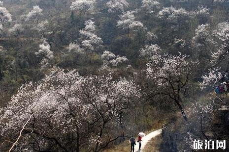 清明节河南适合去哪里旅游