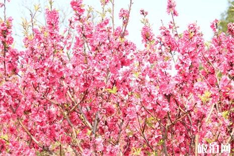 2019三十岗桃花节地址+门票+时间+交通 2019三十岗桃花节怎么样