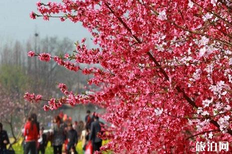 2019三十岗桃花节地址+门票+时间+交通 2019三十岗桃花节怎么样