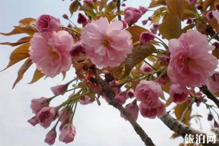 2019大竹樱花节3月29日开启