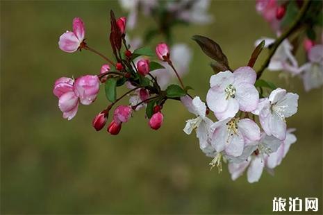 2019大竹樱花节3月29日开启