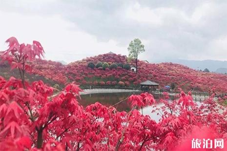 重庆南湖多彩植物园旅游节3月29日开启 重庆南湖多彩植物园门票