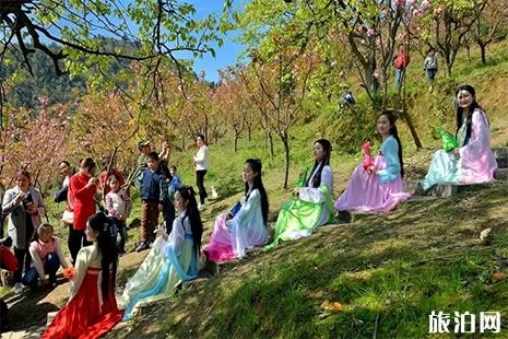 2019湖南怀化市嵩云山樱花节3月30日开启