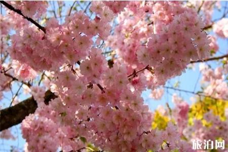 2019湖南怀化市嵩云山樱花节3月30日开启
