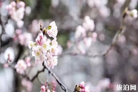 2019彭祖园樱花什么时候开 彭祖园樱花节3月23日开启