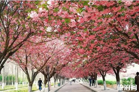 2019大竹杨家太极岛樱花节活动攻略