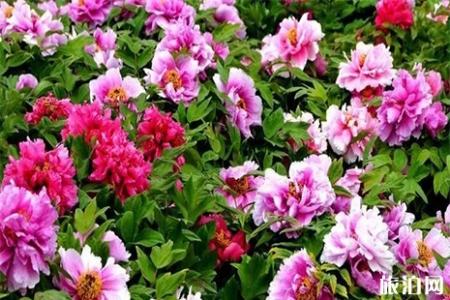 2019洛阳牡丹花会门票信息