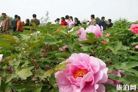 2019洛阳牡丹花会门票信息