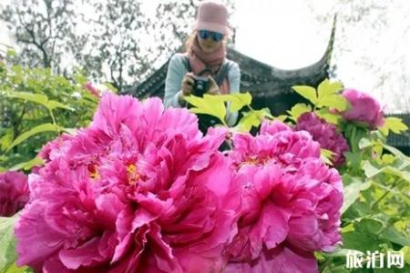 2019洛阳牡丹花会门票信息