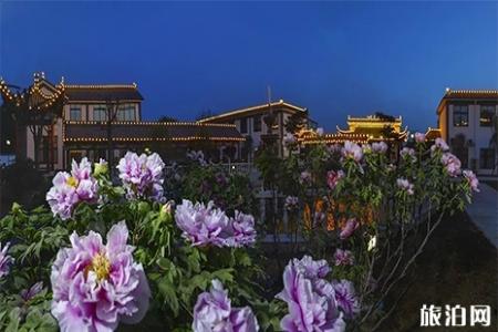 2019方城牡丹花节4月4日至20日开启
