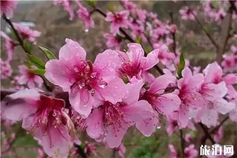 2019浙江衢州龙游油菜花节赏花活动信息 附三月三活动信息