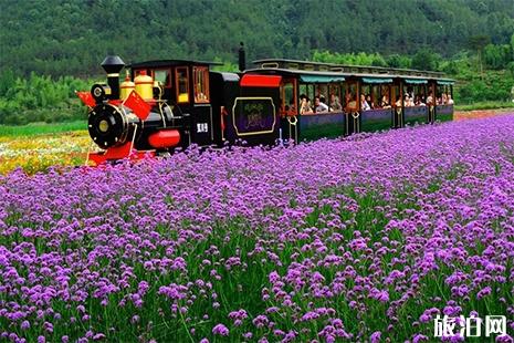 2019兖州牛楼花海彩田油菜花节3月30日开启 附门票信息