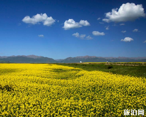 姑苏油菜花那里开得最好 2022姑苏油菜花没有雅赏天面保举及门票先容