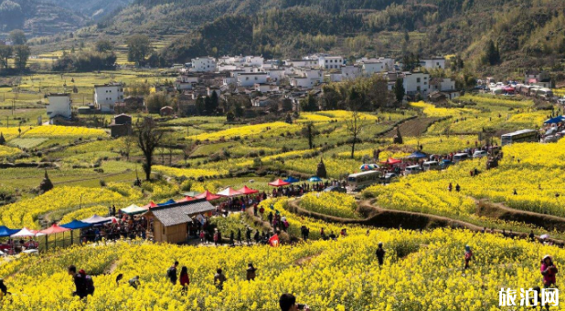 苏州油菜花哪里开得最好 2022苏州油菜花观赏地点推荐及门票介绍