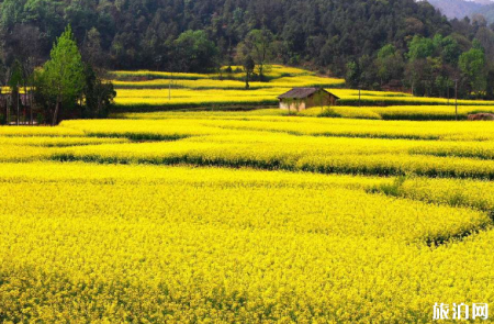 汉中油菜花最佳观赏路线2022(附交通地址)