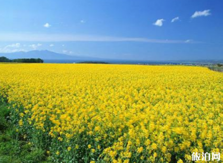 汉中油菜花最佳观赏路线2022(附交通地址)