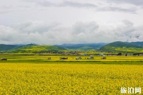 汉中油菜花最佳观赏路线 西安周边油菜花2019地址+交通