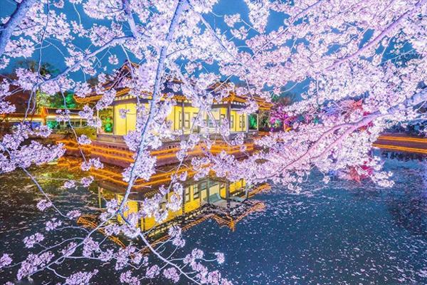 鼋头渚风景区 太湖鼋头渚风景区门票价格 鼋头渚樱花最佳观赏期