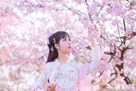 2022中国科技大学樱花开了吗(附赏樱花攻略)