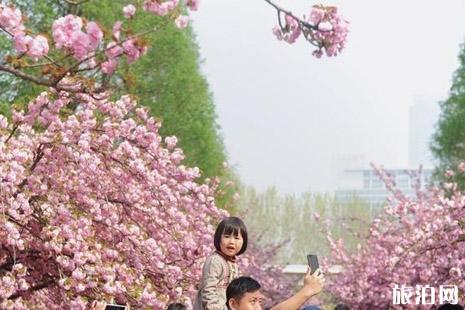 2022中国科技大学樱花开了吗(附赏樱花攻略)
