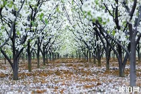 2019河北赵县梨花节赏花攻略 附最佳观赏点