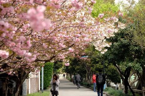 2019五一苏州大学樱花预约人数+交通指南
