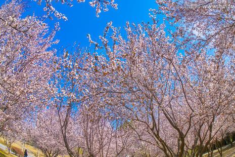2019汉中老君镇桃花节时间+地点+活动详情