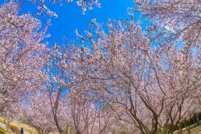 2019汉中老君镇桃花节时间+地点+活动详情