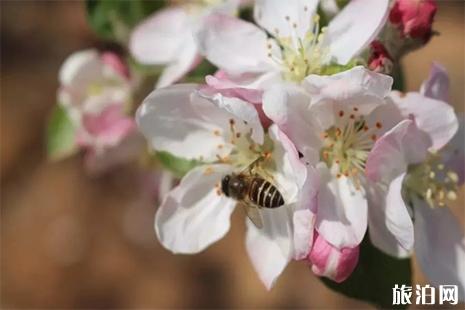 2019威宁苹果花节3月30日开启